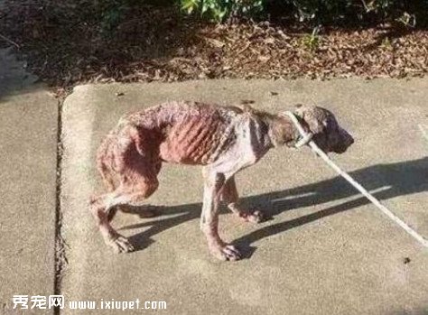 ���ӷ���һֻ���˵Ĳ��ᣬ�Ѳ����ë���˼�ֱ�Ǵ�Ŀ���ģ�