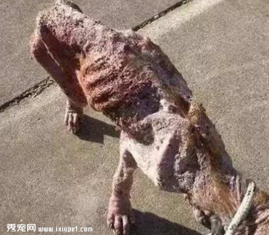���ӷ���һֻ���˵Ĳ��ᣬ�Ѳ����ë���˼�ֱ�Ǵ�Ŀ���ģ�