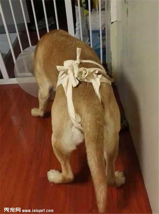 ����������ƭȥҽԺ���˾�������������֮�󹷹���������ӣ�