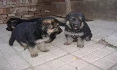 ������Դ���飺�����⹷����û���� ��Դ����Ϊ͵��