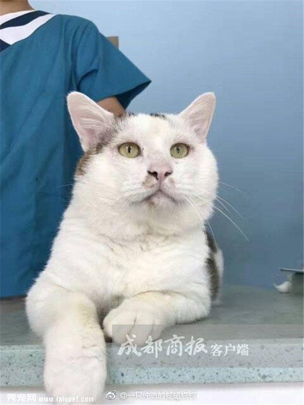 �ɶ���ֻ����˫��Ƥ��èһԾ�����죬����ҽ����������������
