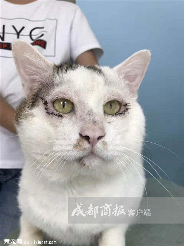 �ɶ���ֻ����˫��Ƥ��èһԾ�����죬����ҽ����������������