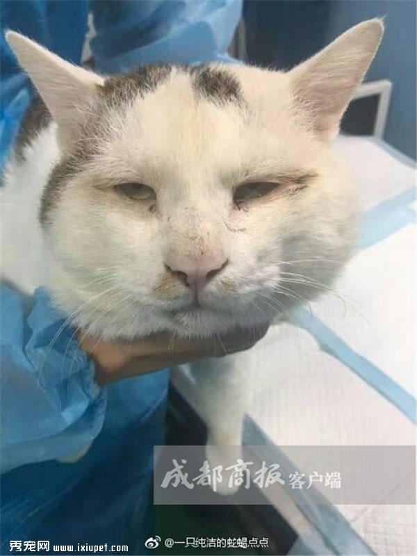�ɶ���ֻ����˫��Ƥ��èһԾ�����죬����ҽ����������������