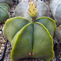 luanfengyu