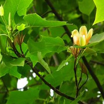 ezhangqiu
