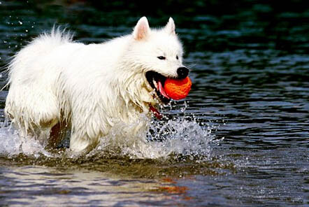 chongwuzhaopian11