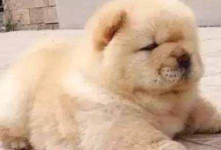 �����������ҳϵĹ���ָ��������������ο