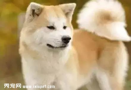 �����������ҳϵĹ���ָ��������������ο