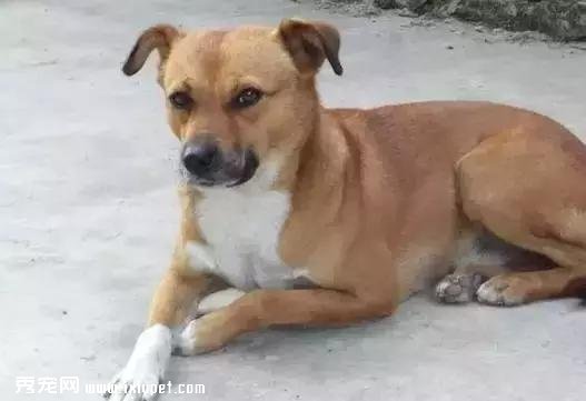 �����������ҳϵĹ���ָ��������������ο