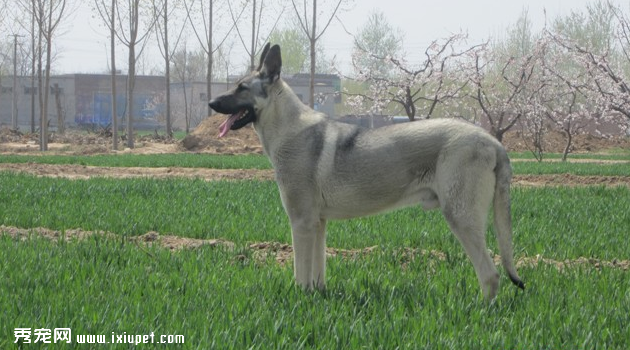 langqingquan2