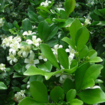 jiulixiang