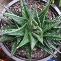 liulidian