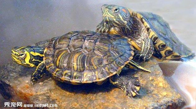 baxiguibaiyanbing4