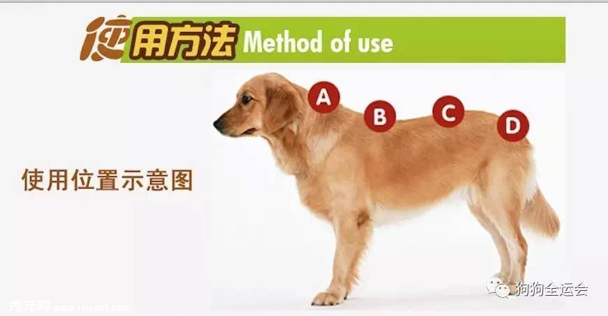 关于狗狗驱虫:闷热潮湿的8月份,是什么1变100?