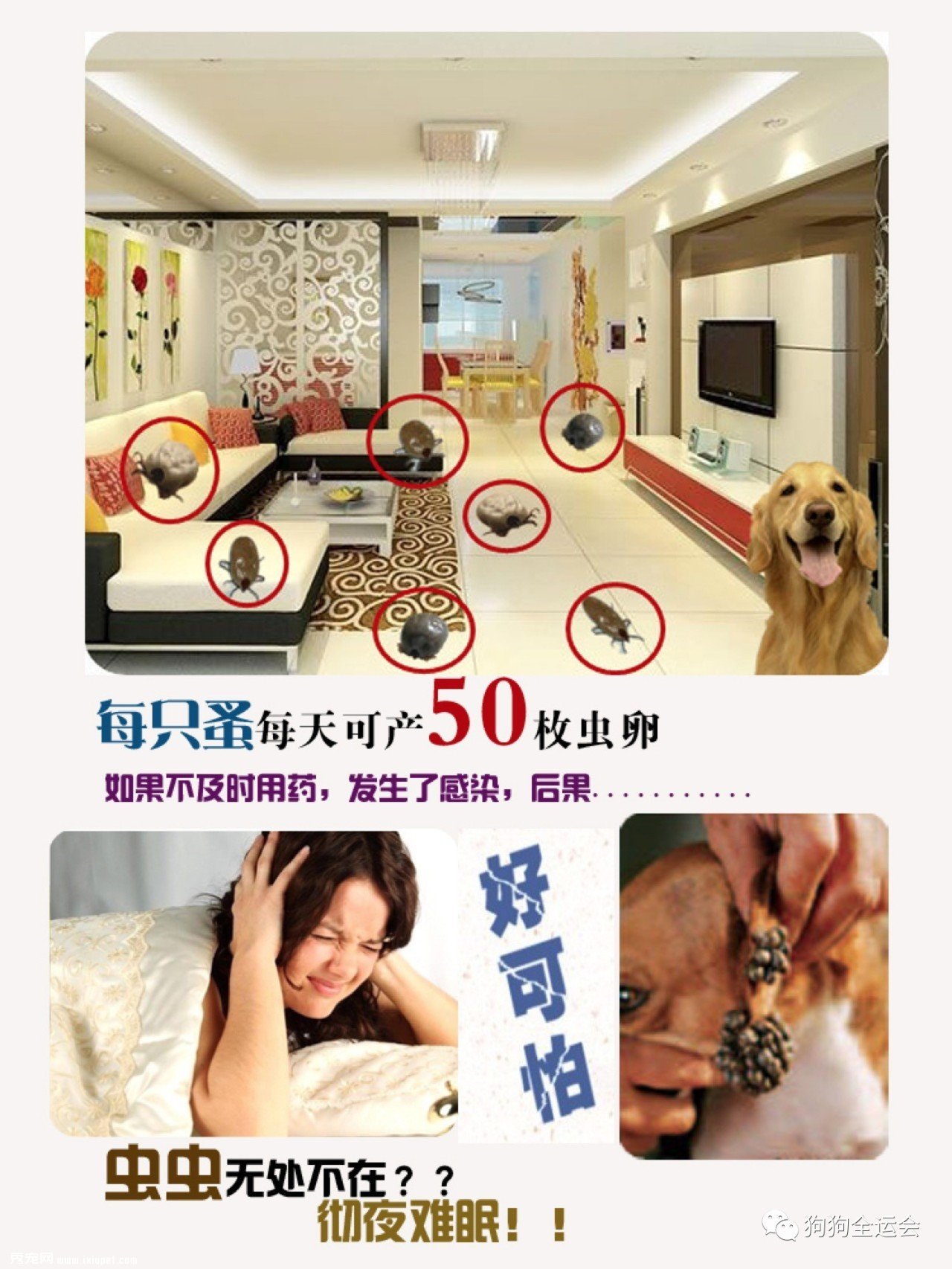 关于狗狗驱虫:闷热潮湿的8月份,是什么1变100?