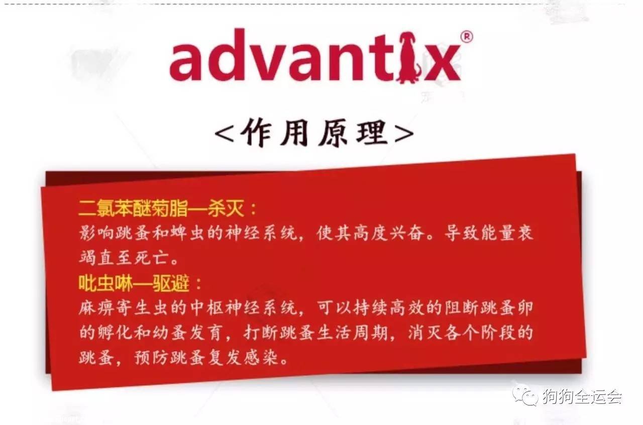 关于狗狗驱虫:闷热潮湿的8月份,是什么1变100?