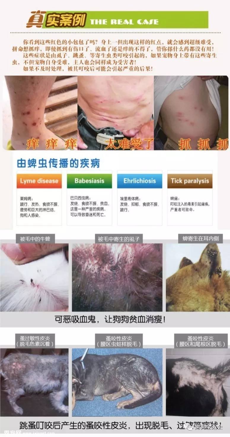 关于狗狗驱虫:闷热潮湿的8月份,是什么1变100?