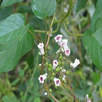 jishiteng
