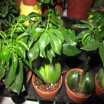 yuanbaoshu