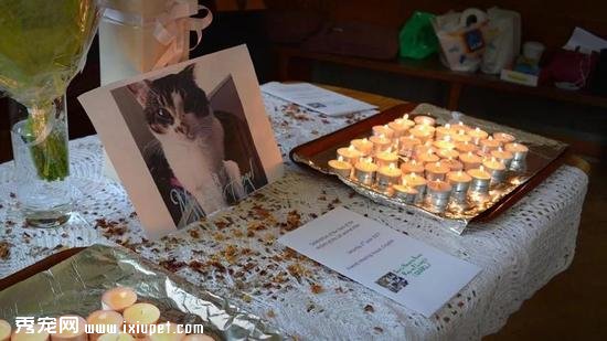 ������6�£�SNARL�ڿ�������Ϊ�ܺ�è������˵�����ͼ��BBC