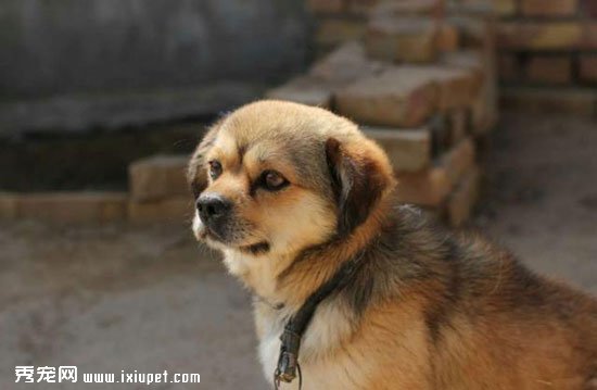 Ϊʲô�л���԰ȮԽ��Խ��,�̵���Щ����ʧ��Ȯ��