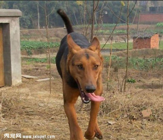 Ϊʲô�л���԰ȮԽ��Խ��,�̵���Щ����ʧ��Ȯ��