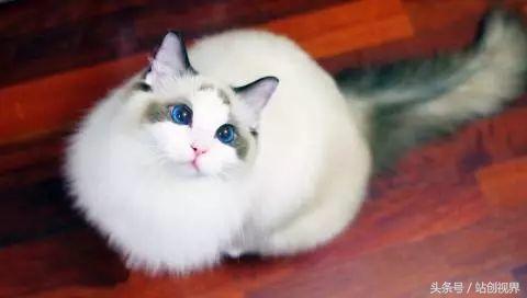 ���ε��޹��������Ʋ���Ͷ��20�ڣ��㻹Ҫ������һ���¸������