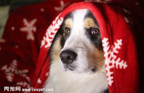 dog-3029701__340