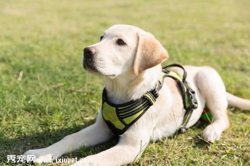 puppy-3014072__340