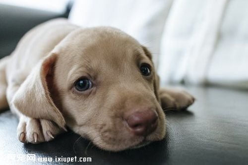 dog-2988868__340