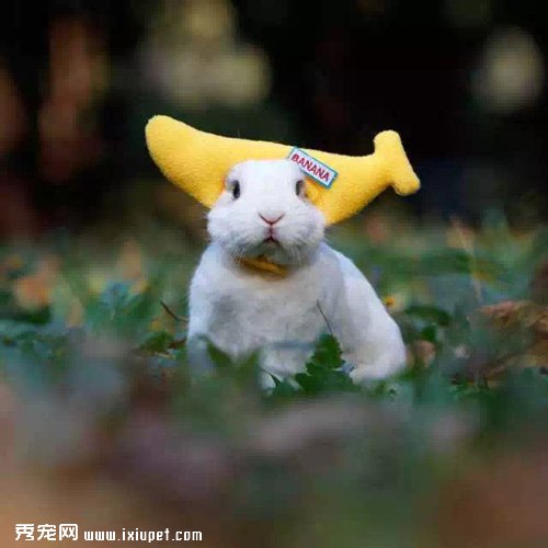���ǹ������˹�����»׬ȡ��Ц������