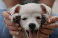 �������䷢�����кڶ������ƿ���������ɵ��..