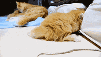 �������䷢�����кڶ������ƿ���������ɵ��..
