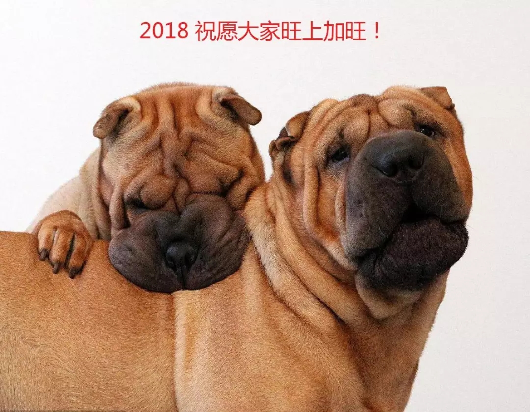 3��28���Ϻ��������ȳ�ɳƤ�߸����������