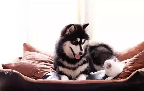 �й����ȳ辭�á����ȣ�ר�Һ�����ǿ�淶����