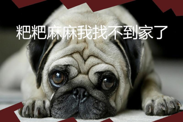 ��һ����ҵ��Ŀ����������è���ͳ��й淶��Ȯ�Ĺ�������
