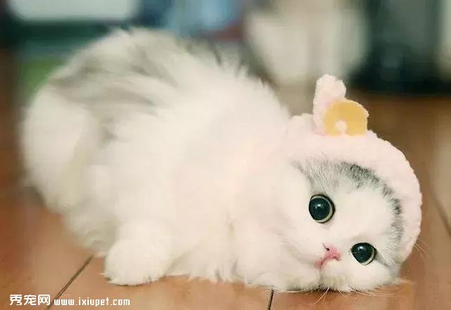 ����ţһ���ĳ�ҵ�ˣ��Ѽұ������ϣ�