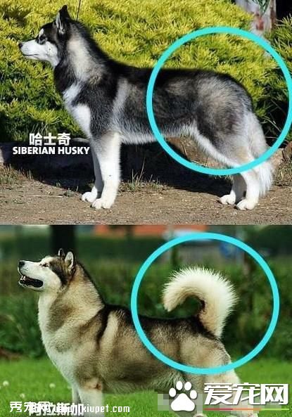 ����˹�Ӻ͹�ʿ������ �����������ɱ��˭�Ƕ���