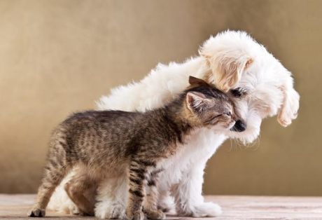 ��ʺ�ٱؿ���5��1��ʵʩ����ʳƷ��ʽ����