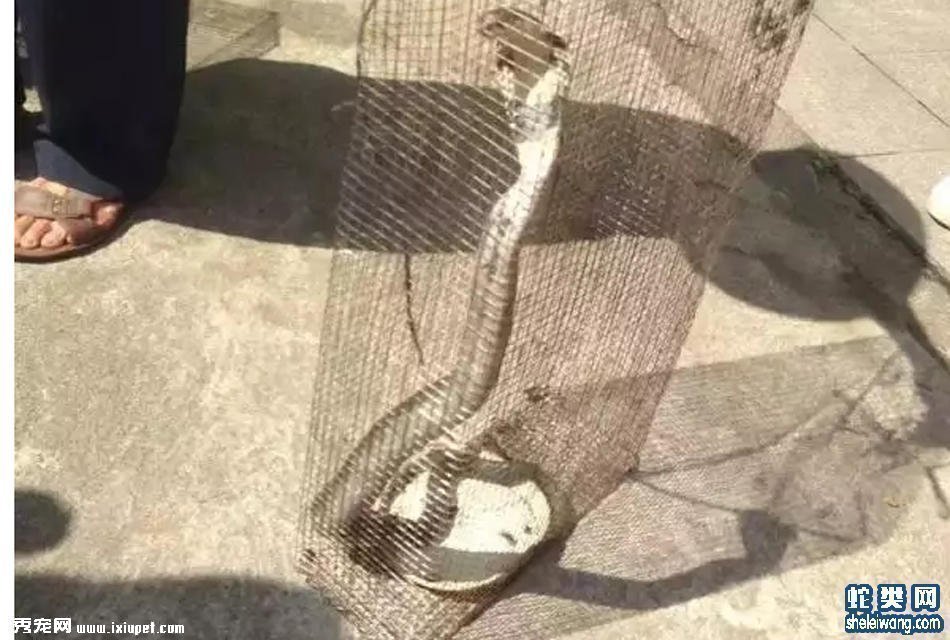 ����һѧУ�ֽ�20���� ����2���Ƕ���(��ͼ)