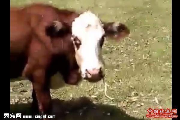 ����!�Ĵ�����һ��ţ���ĵ����ߵ�������