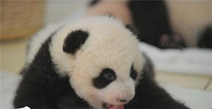 4ֻ��è��������