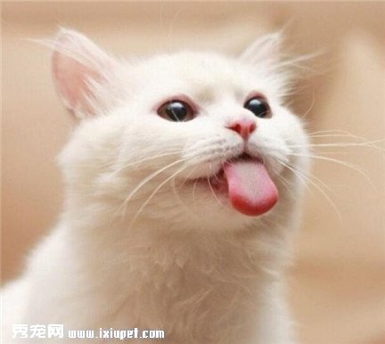 ��˹èͻȻ����è������ô���£�Ӧ����ô�죿