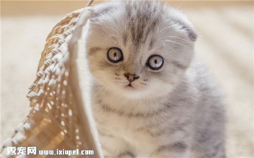����ѡ���۶�è��ѡ���������۶�èӦ��ע����Щ���