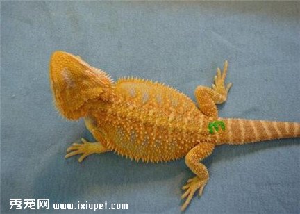 ��ʨ�᲻�Զ�����ô�죿������ʨ���ʳ�з�����