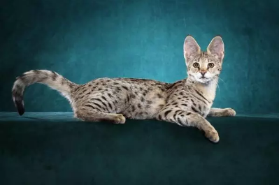 QQ��ͼ20200902155616.png