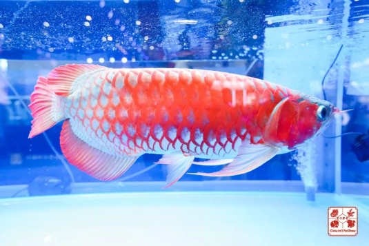 QQ��ͼ20200904121211.png