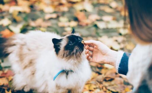 QQ��ͼ20201016115753.jpg