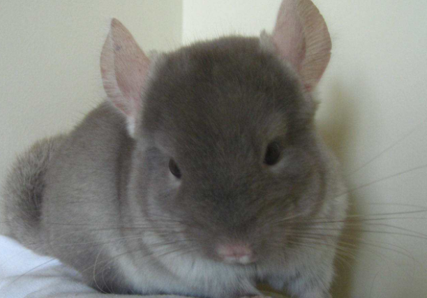 ΢�Ž�ͼ_20201210151818.png