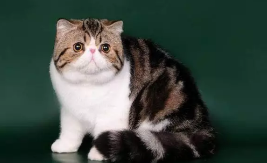 QQ��ͼ20210324143238.png